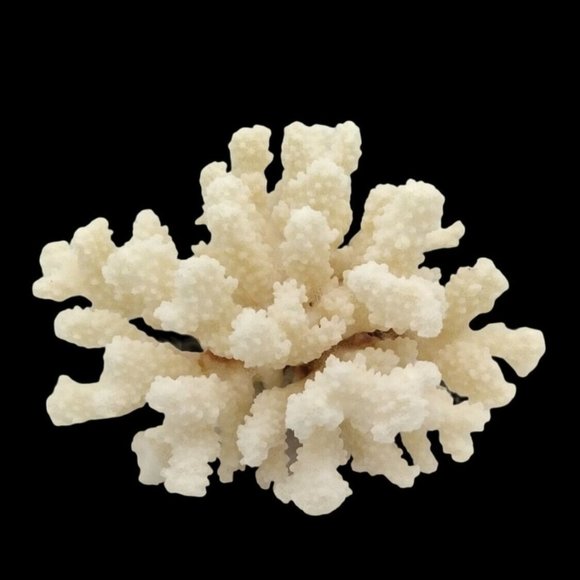 Natural Brown Stem Coral Reef Cluster ~7